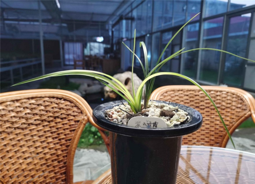 价值七位数一苗的蕙兰传世精品，*博兰**会上惊艳无比