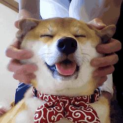 给狗喂吃的会咬你手吗,给狗喂饭要咬到手吗