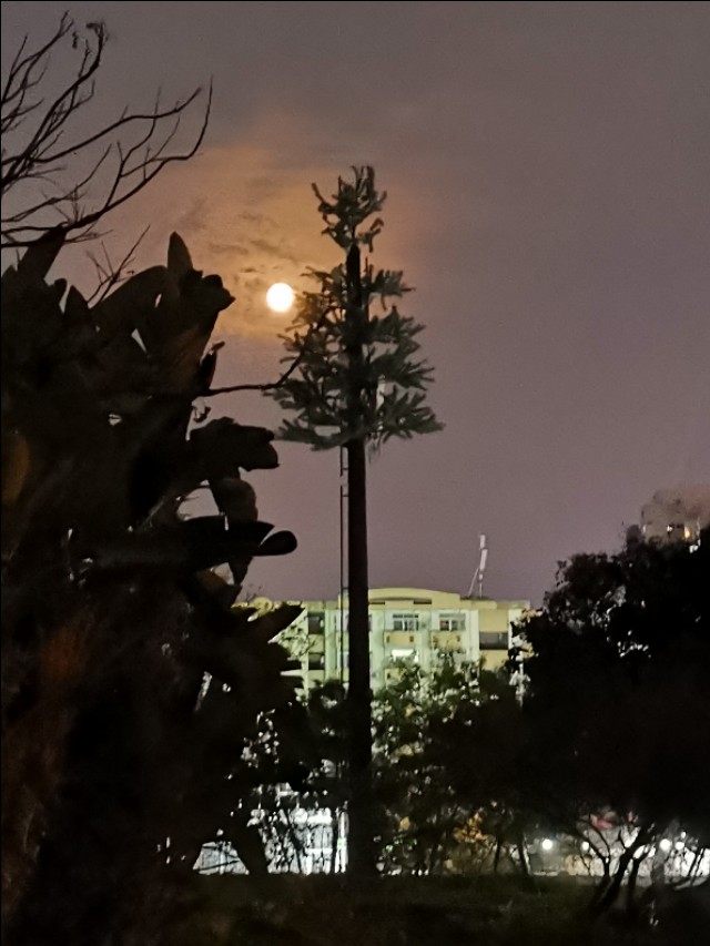 海上明月共潮生诗词,海上生明月诗词全文