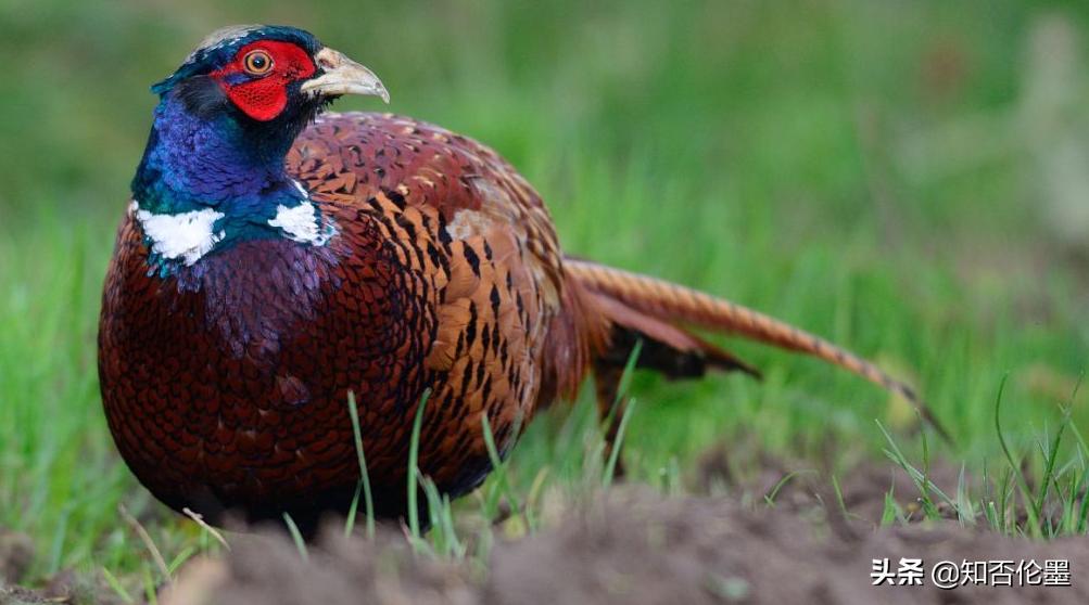 农村做养殖怎么样才能赚钱,农村搞养殖养什么最好赚钱快