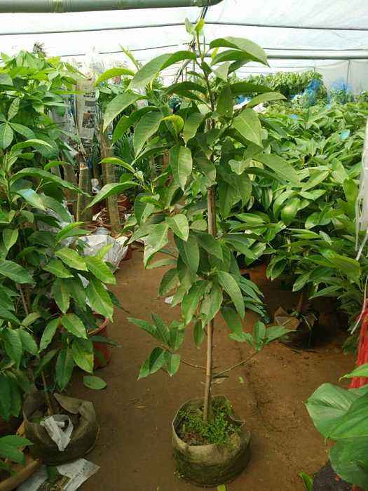 南方好养又勤花又香的兰花,好养又好看又香的兰花品种