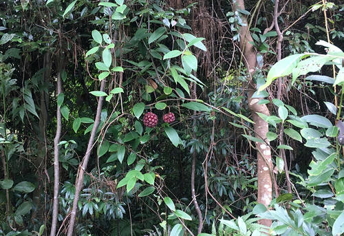 黑老虎布福娜有籽吗,黑老虎布福娜15年苗