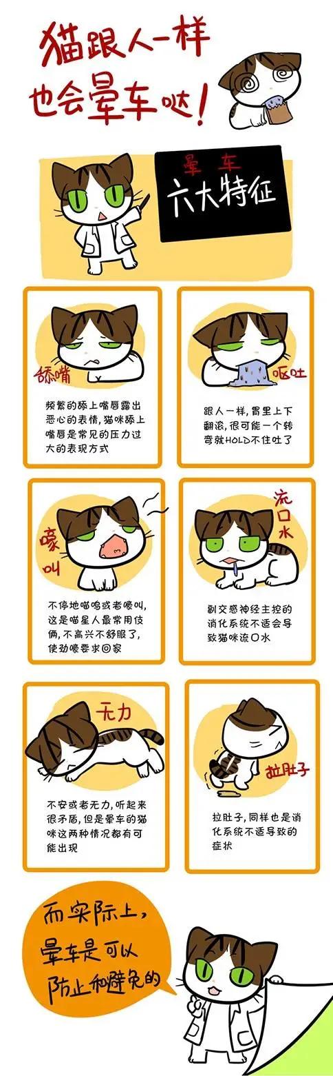 猫咪晕车吐了,猫咪晕车怎么办缓解
