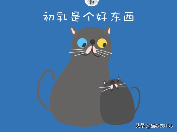 养猫怎么养大小猫,养猫怎么才能养好小猫咪