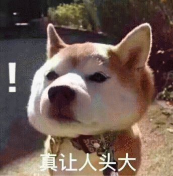 泰迪狗狗眼屎多是怎么回事,狗狗眼屎多黄脓状用什么药