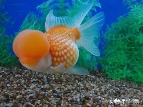 国宝级皇冠珍珠金鱼视频,皇冠珍珠金鱼视频