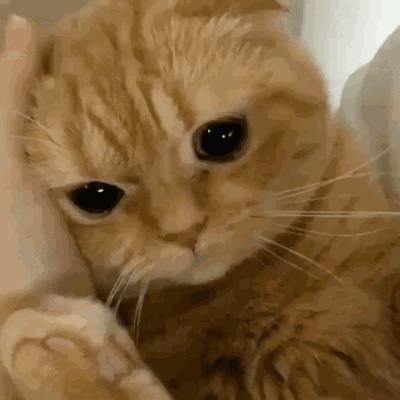 盘点养猫迷惑行为,养猫指南中的迷惑行为