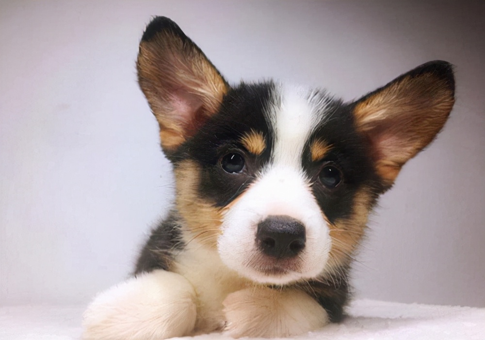 养宠须知狗狗受伤了怎么治疗,宠物狗常见的疾病以及治疗的药物