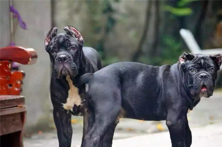 卡斯罗这么可怕吗,卡斯罗犬有多可怕