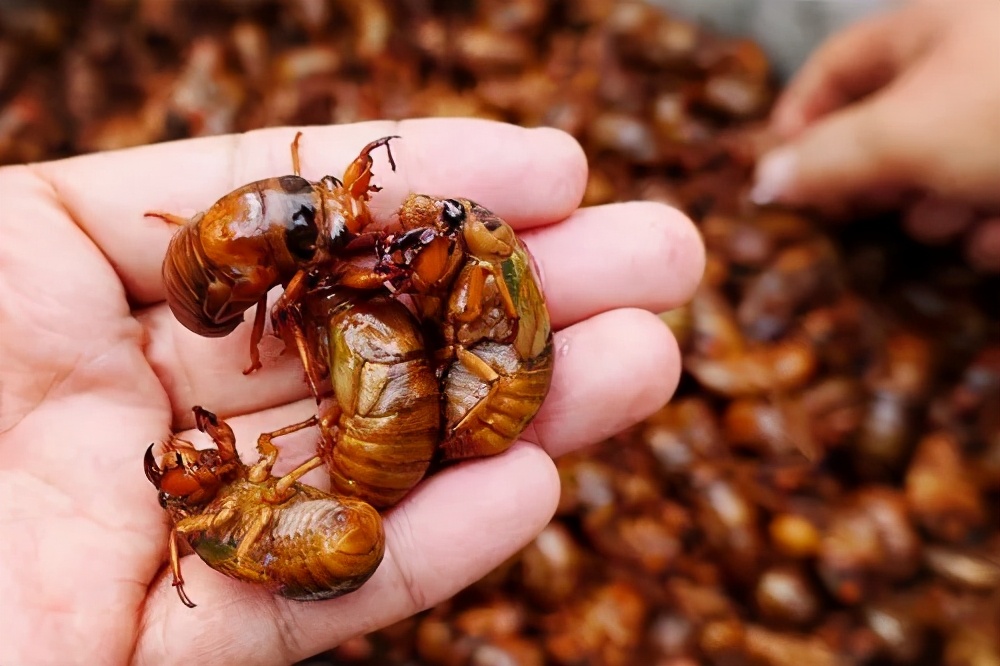 炸金蝉家常做法,炸金蝉的酥脆方法