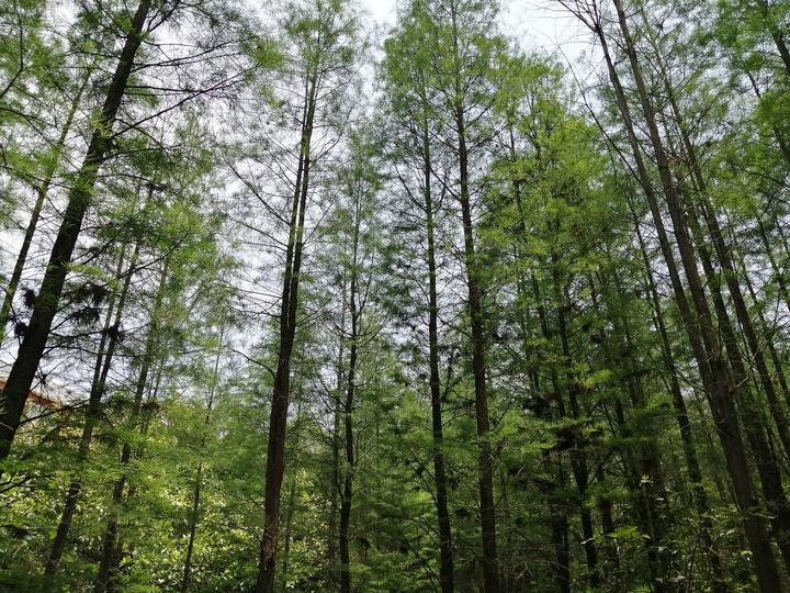 南宁有个“天然氧吧”，藏在狮山公园里，拥有一片绝美的水杉林