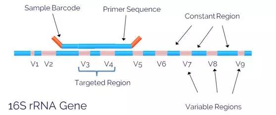 肠道菌群16s检测挂什么科,肠道菌群测序数据分析