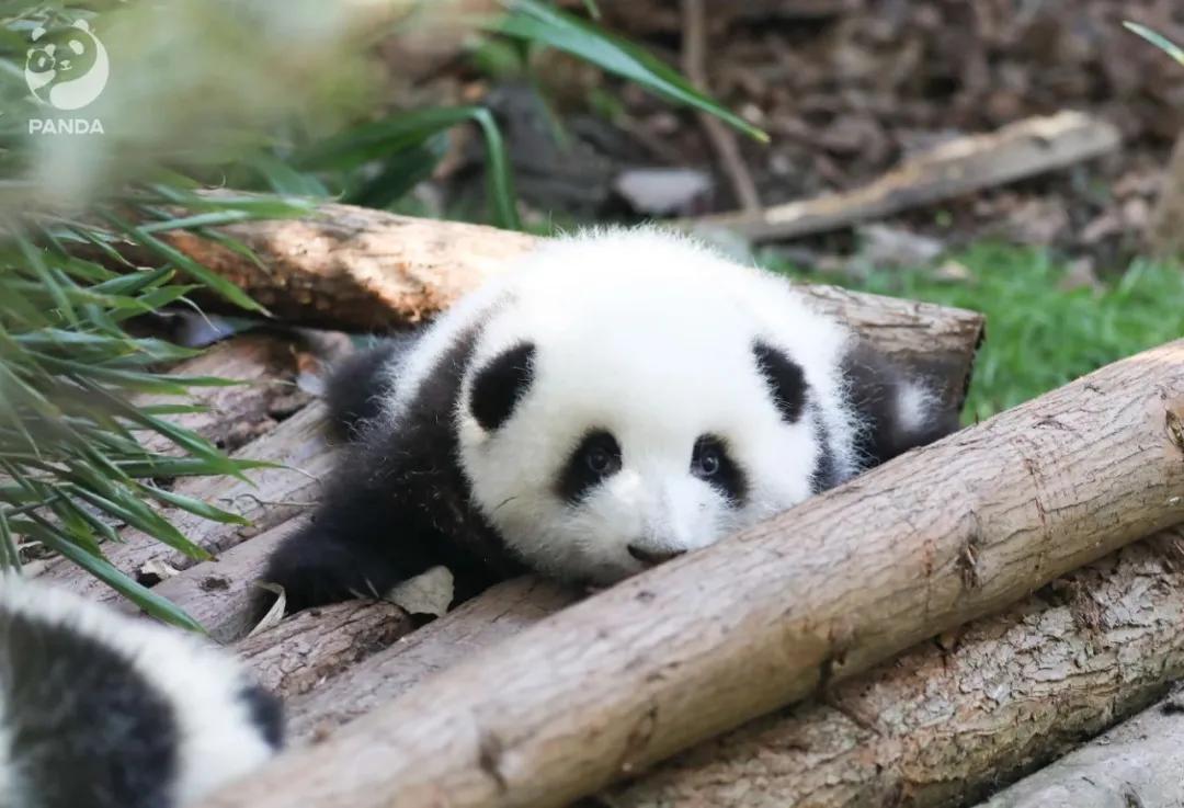 一只玩偶近2000元还被疯抢，“熊猫”内卷真的来了