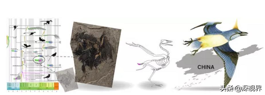 霸王龙进化史完整版,霸王龙进化远古巨霸