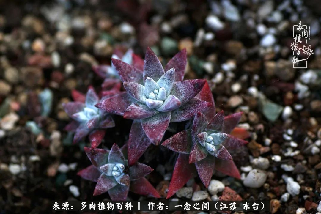 一见多肉误终生,一见多肉误终生从此钱包成路人