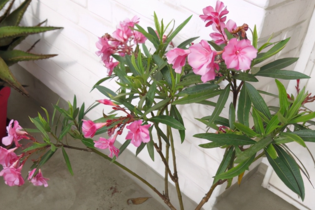 养花匠生活小妙招,养花匠绿植