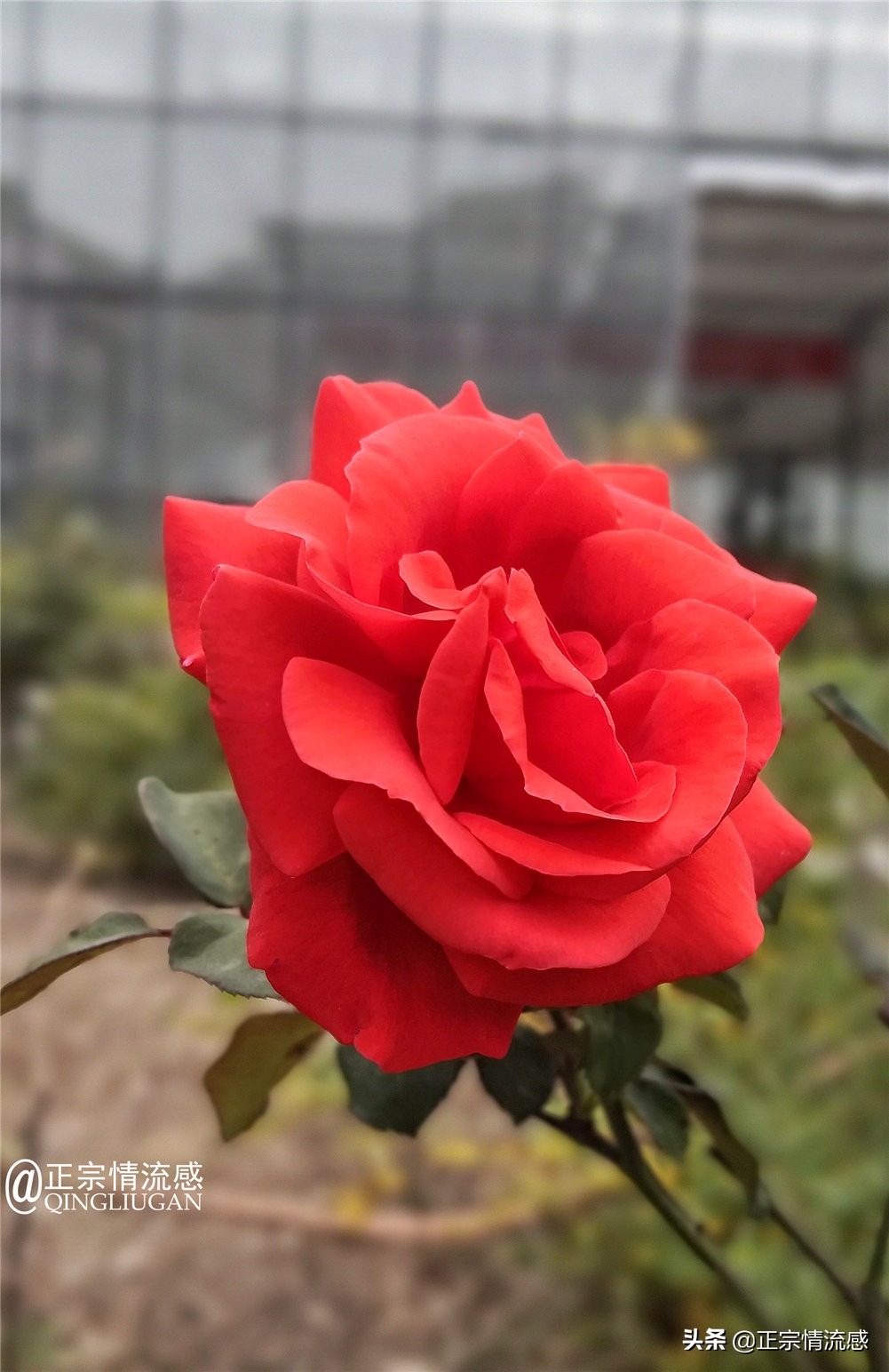 夜色成都串串爽，魅力小金苹果香#国庆中秋趣哪玩#