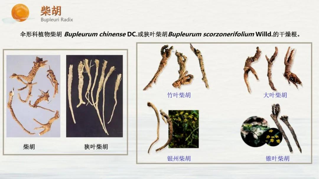 常见中药饮片假劣鉴别,中药饮片真伪鉴别