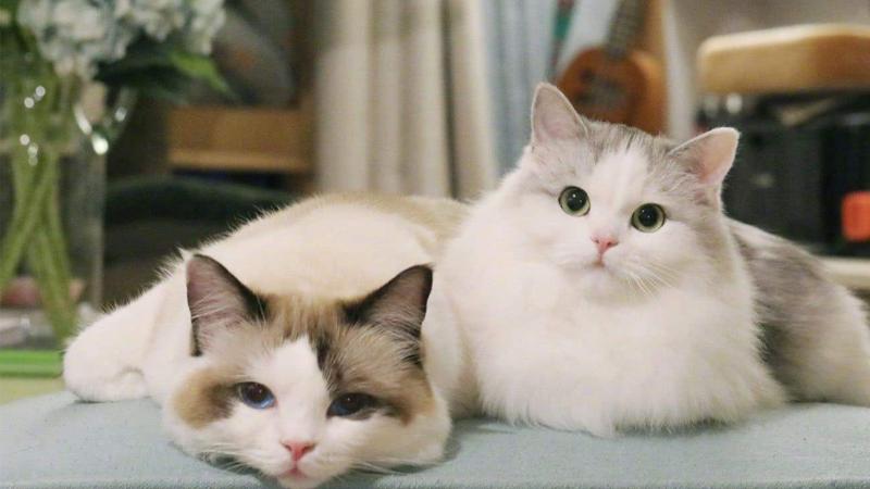 为什么越南的12生肖里有猫,为什么越南十二生肖有猫