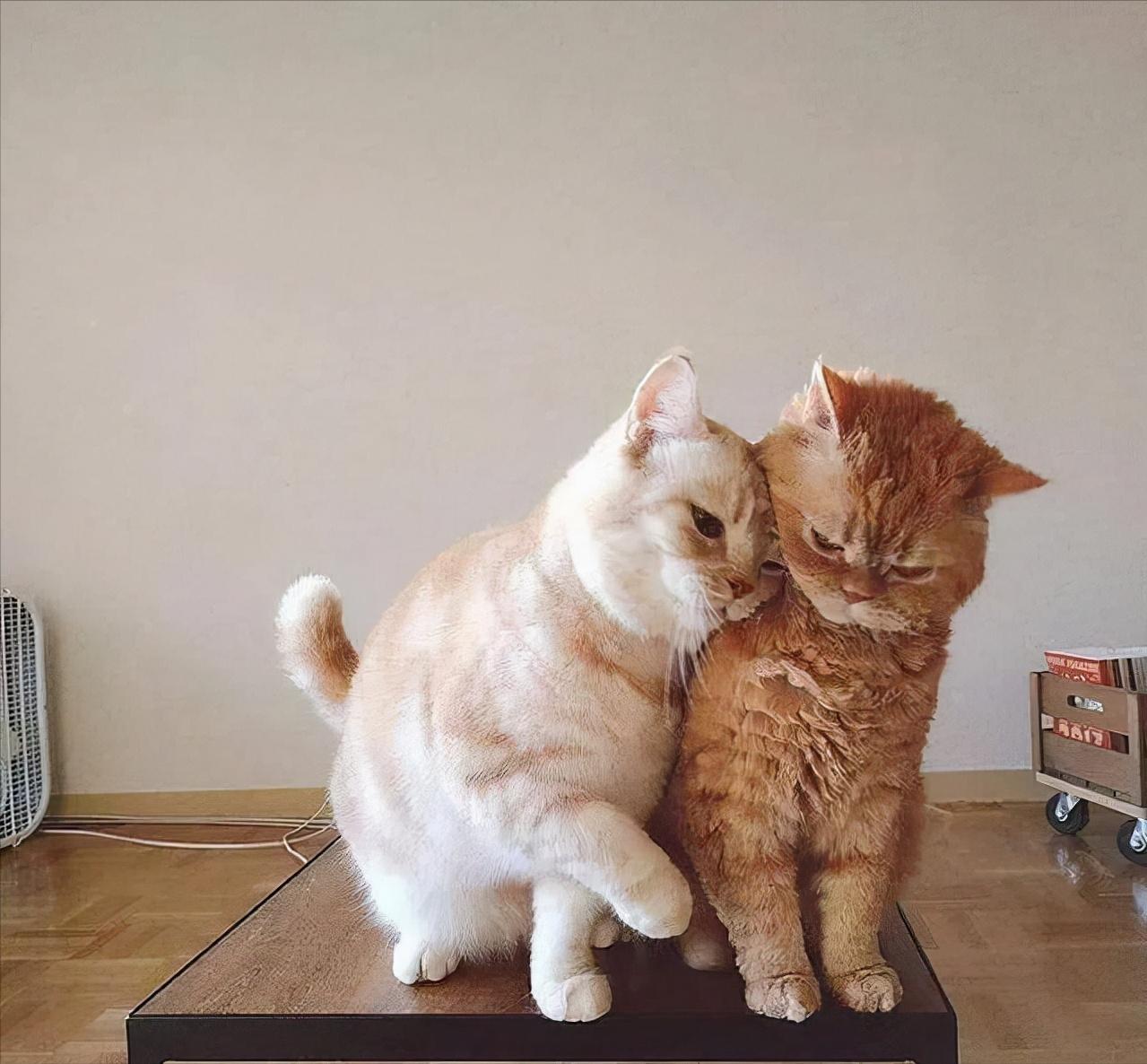 看了这一届网友晒出来的“2猫生活”，相爱又相嫌，好萌又好暖