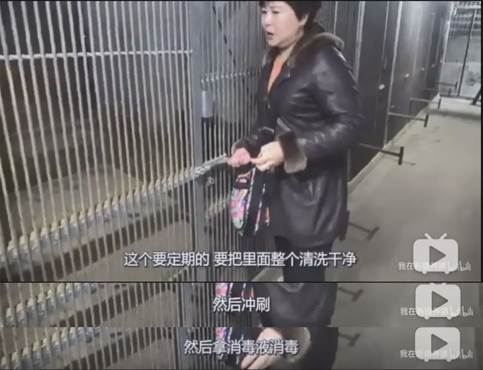 养狼disco：我在*疆新**，把狼养成了哈士奇