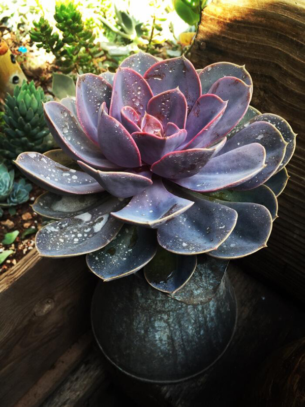 多肉早安图片大全,多肉大全100图