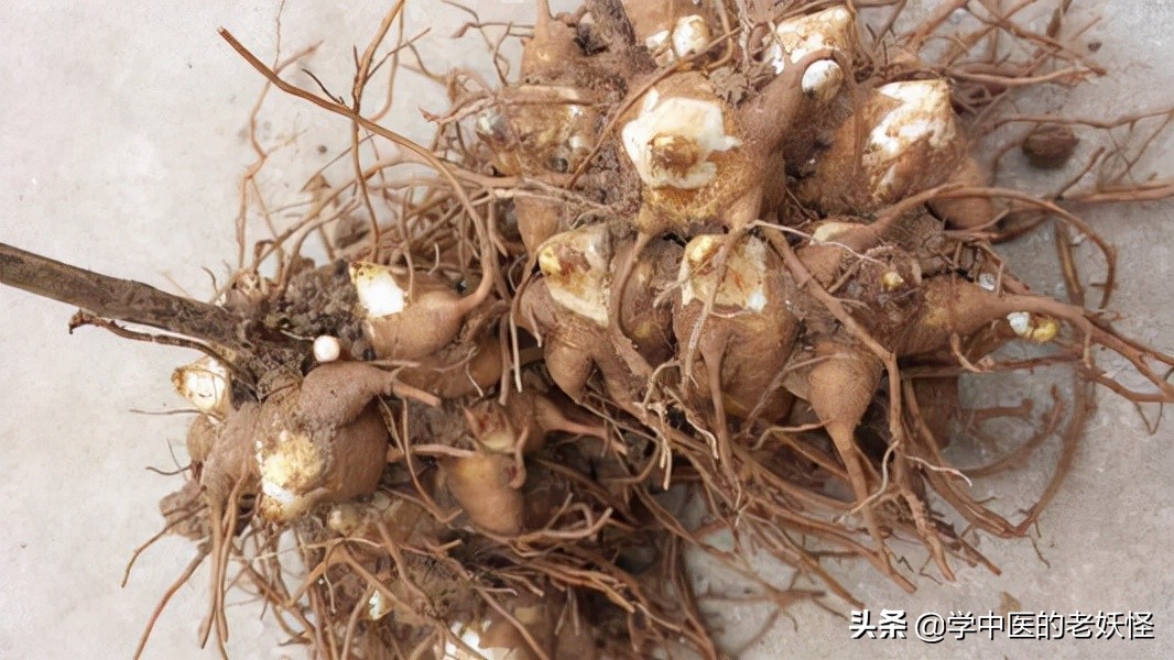 附子是什么中药,每日学一味中药附子