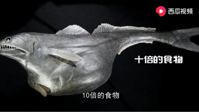 动物竟然有超能力！是不是嫉妒了？看西瓜视频告诉你怎么匪夷所思