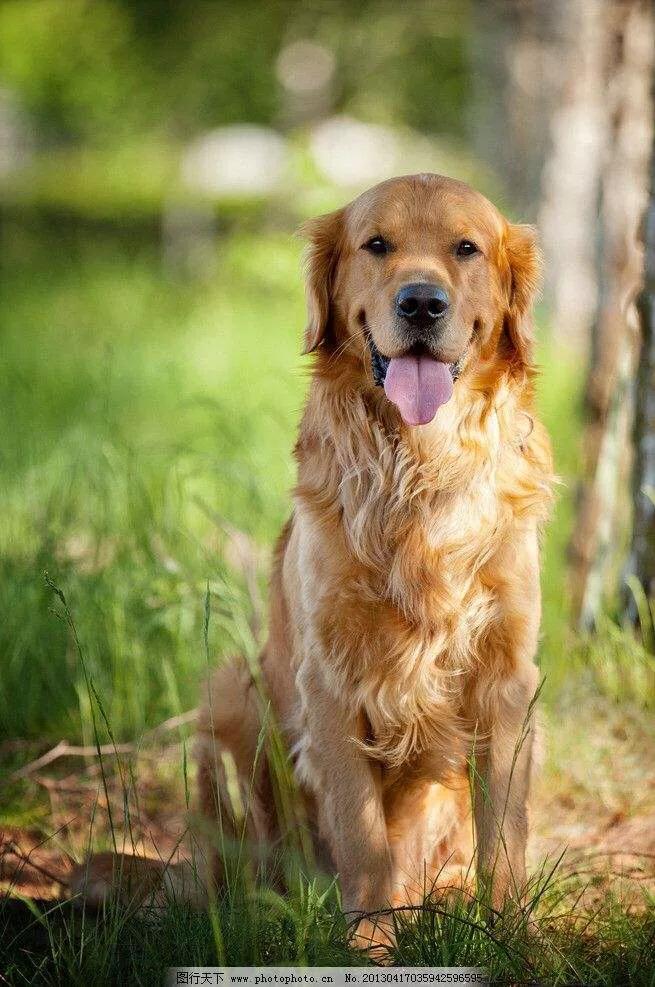 狗狗秘籍,狗狗训练宝典