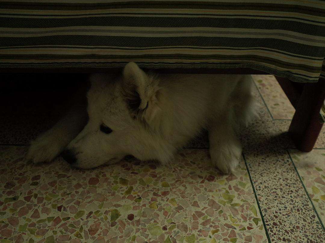 狗狗发出什么声音是求救信号,狗狗求救的8种信号铲屎官自查