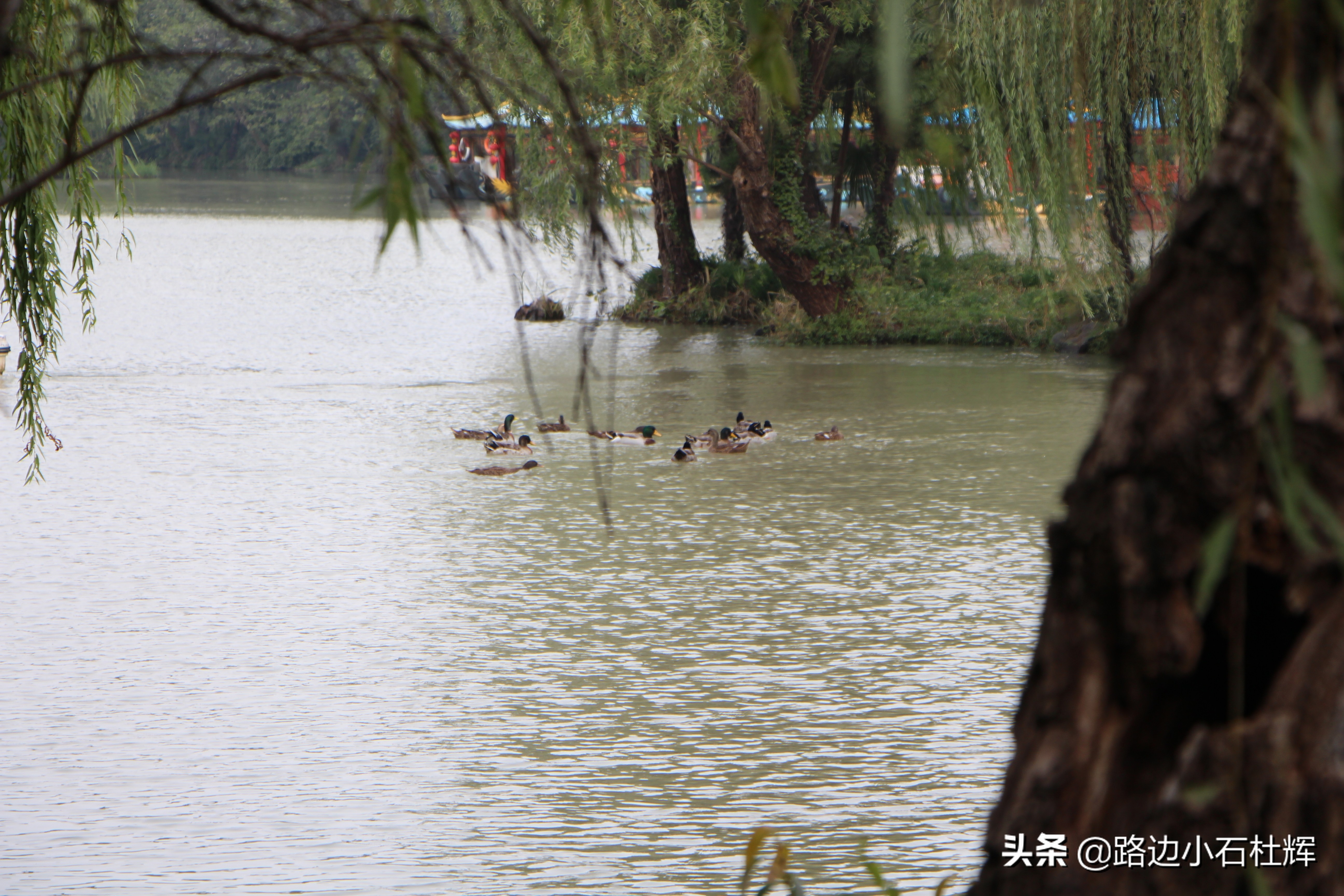 扬州瘦西湖之行,扬州瘦西湖游一圈