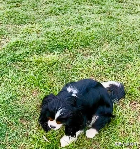 不喂狗会复位吗,不喂狗的下场