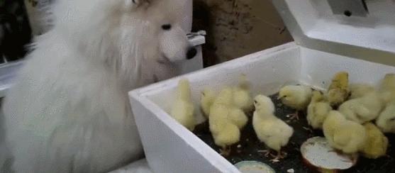 豆瓣9.3分这对夫妻打造1200亩生态农场，“堪称美版「李子柒」”