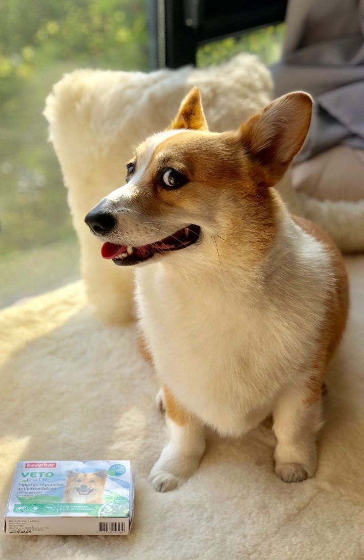 新手如何养博美犬,新手如何涂粉底