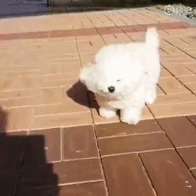 比熊这朵棉花糖，圆圆白白胖胖，是我的初恋情狗没错了