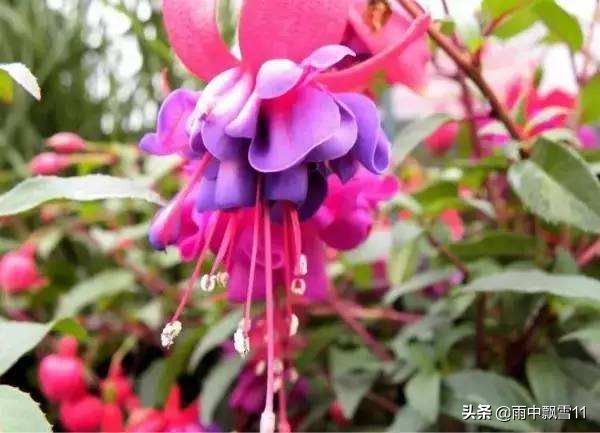 倒挂金钟吊钟花,倒挂金钟掉花蕾用什么药