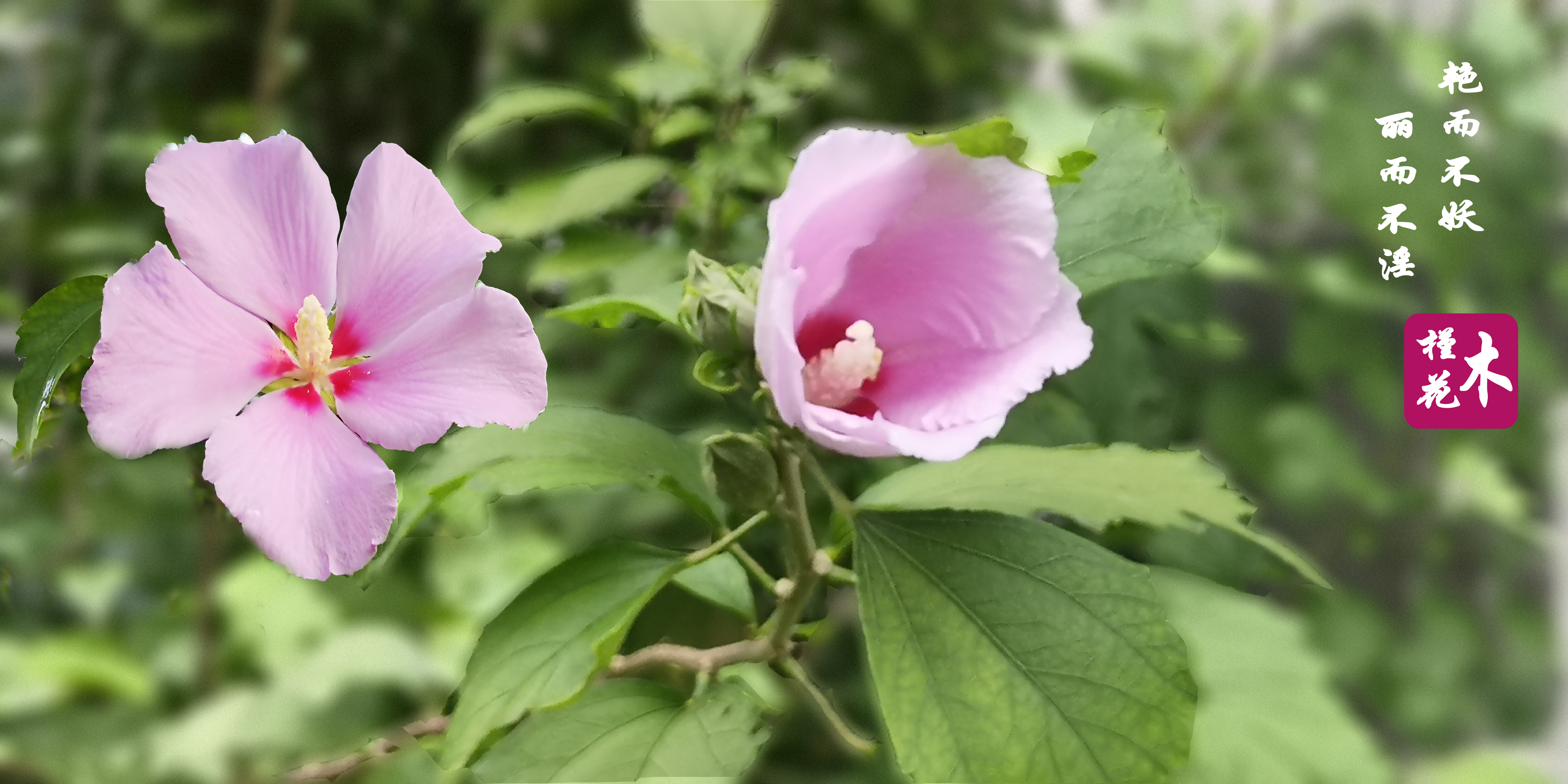 木槿花的原创,木槿花原创