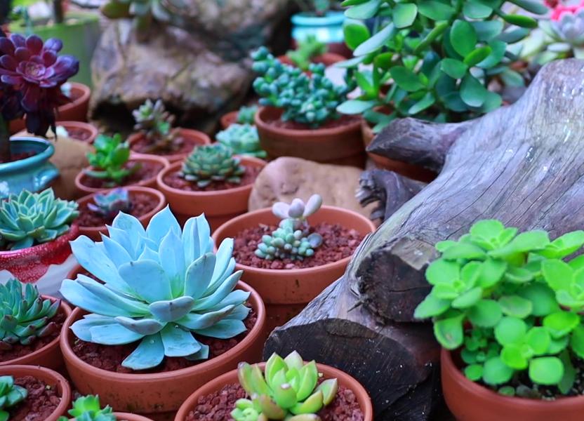 多肉室外养下雨淋了叶片怎么办,室内的多肉夏天可以放外面淋雨吗