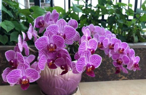 蝴蝶兰叶片发软咋回事,蝴蝶兰的叶片发软是什么原因