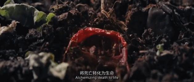 豆瓣9.3分这对夫妻打造1200亩生态农场，“堪称美版「李子柒」”