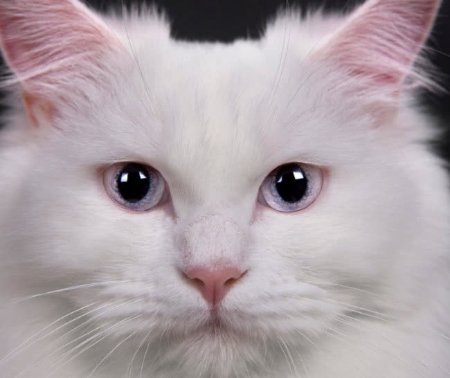 猫猫老是在猫砂盆里扒拉猫砂,为什么猫埋猫砂会扒拉猫砂盆