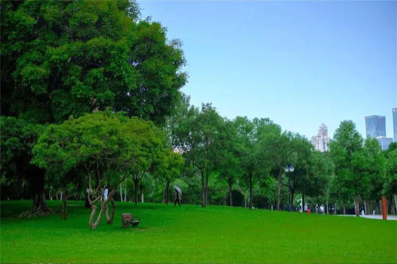 深圳花海景区推荐图片大全,深圳哪里有大片花海