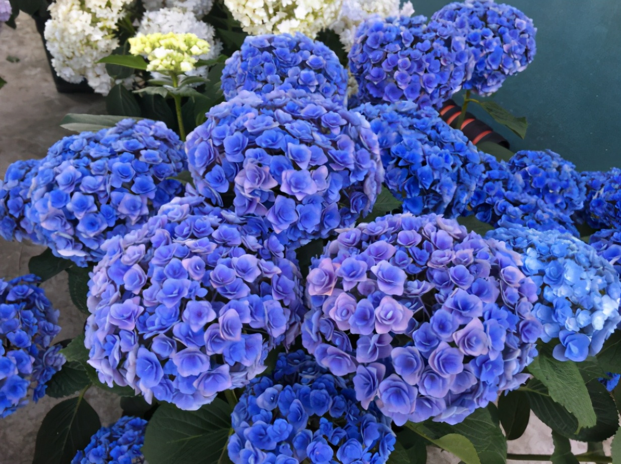 绣球想要花大,绣球想要大花如何施肥