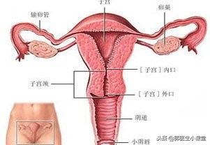 女性过早的性成熟后遗症,女孩性早成熟会影响生育吗