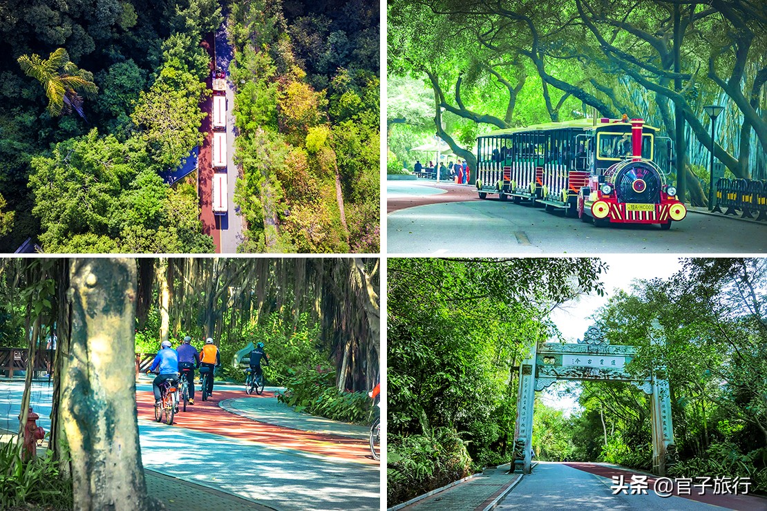 再游青秀山，看“熊猫级”国宝苏铁王，只为千年等一回的告别