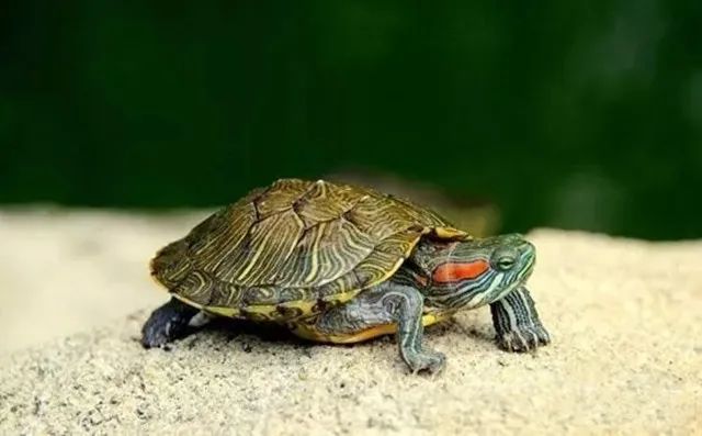 这八种野生动物千万别吃,这八种野生动物千万不要吃