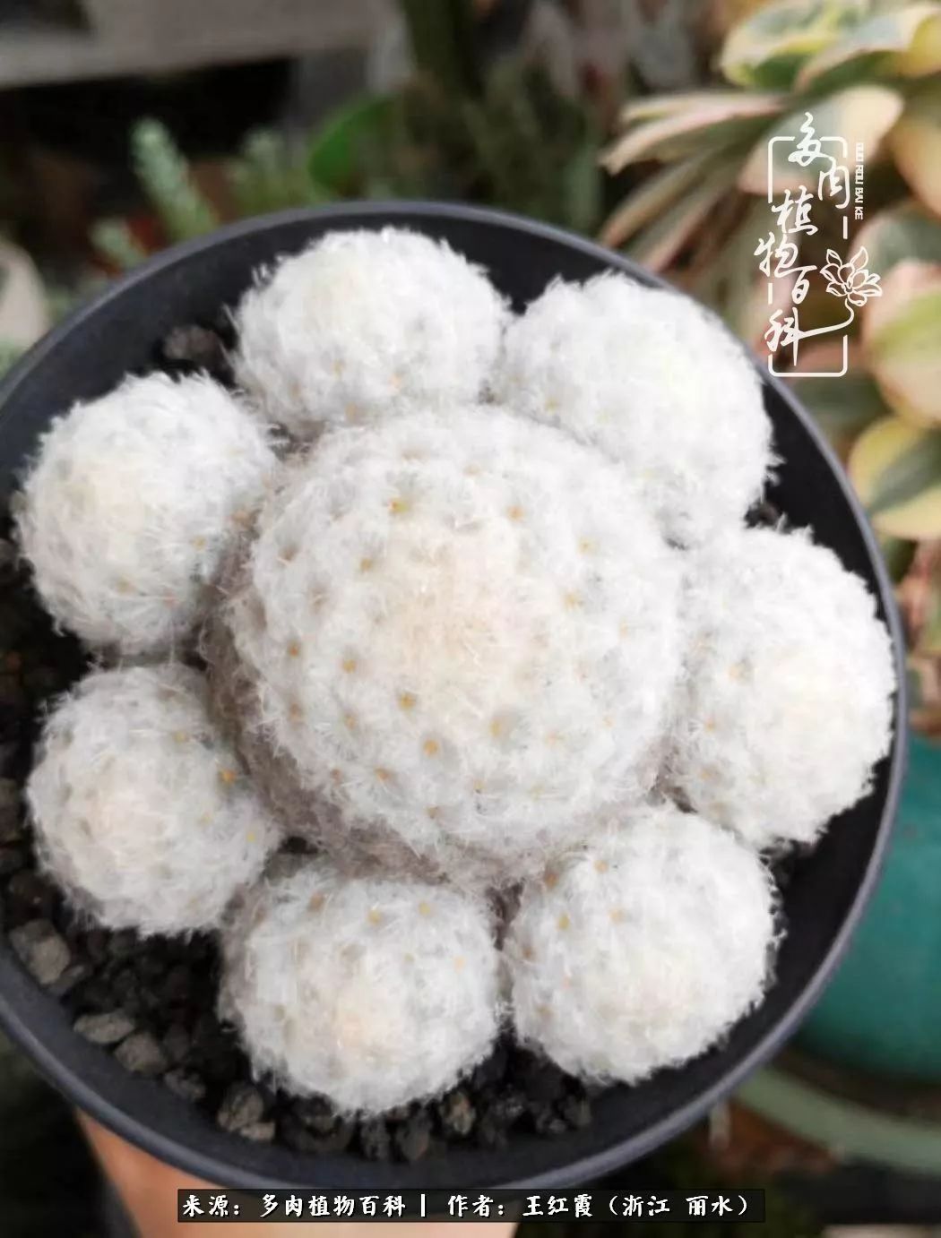 仙人球露养条件,仙人球春天露养条件