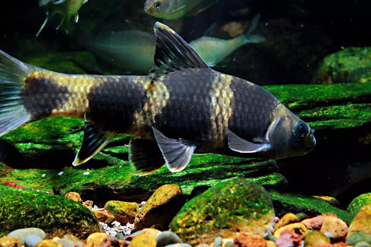 野钓常碰到的鱼有哪些品种,钓鱼必须要知道的四种常见鱼