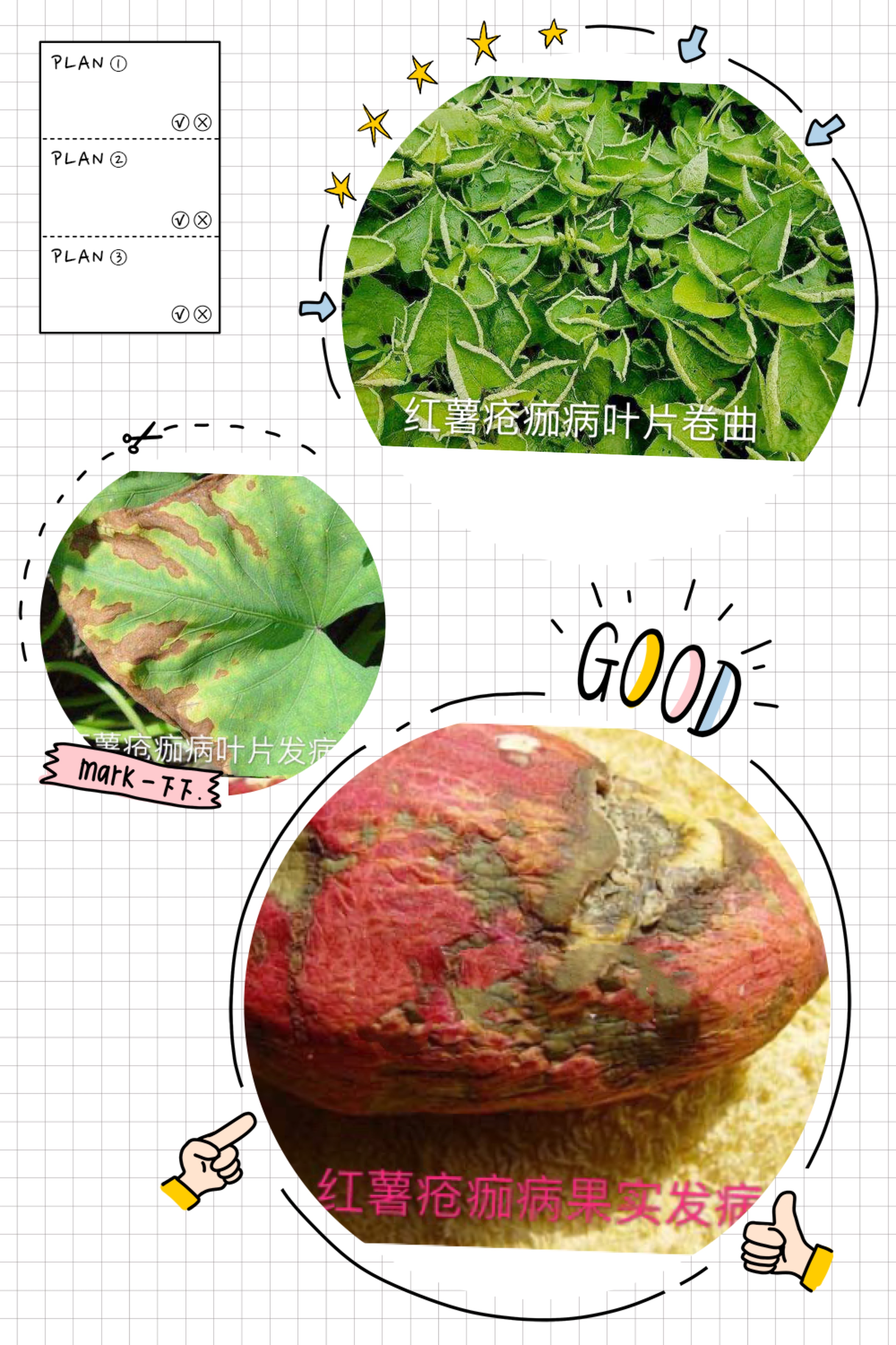 红薯叶片小黄叶怎么办,红薯卷叶黄叶什么原因