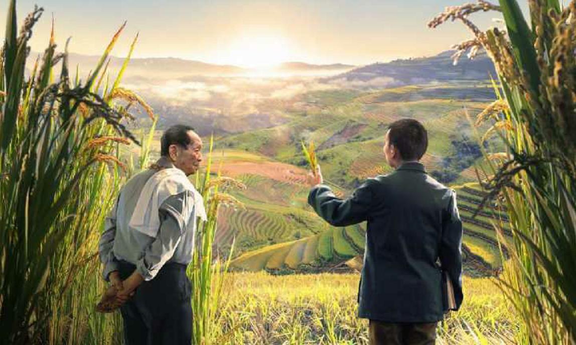 袁隆平禾下乘凉梦丰收,袁隆平的巨大水稻有多高